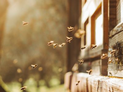 Ground Bees Extermination