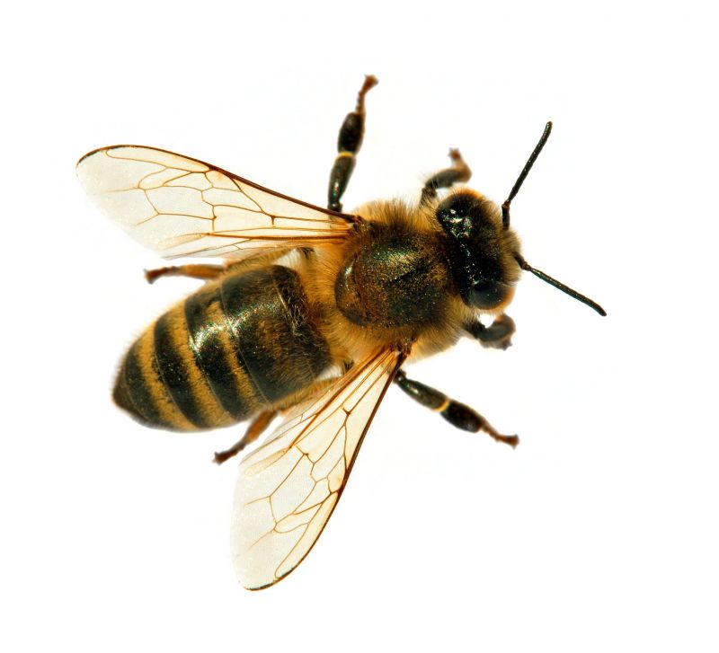 Bee Pest Control Solutions For Roofs, Walls, And Attics