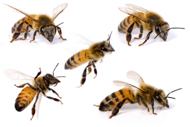 Bee Pest Control Solutions For Roofs, Walls, And Attics