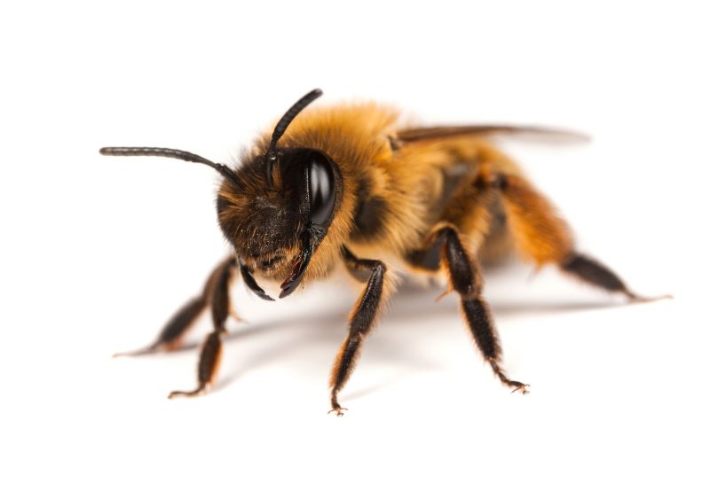 Bee Pest Control Solutions For Roofs, Walls, And Attics