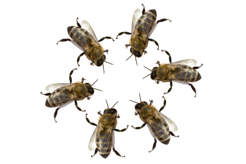 Bee Pest Control Solutions For Roofs, Walls, And Attics