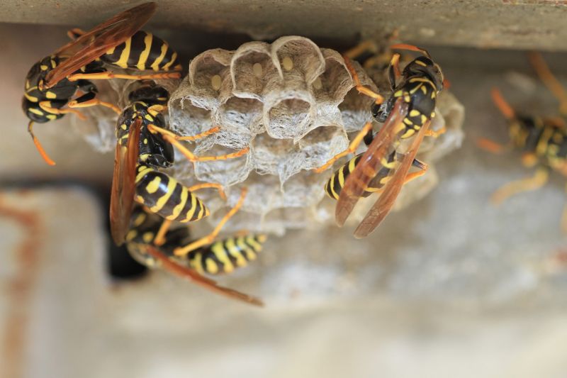Bees Vs. Wasps: Understanding The Difference For Proper Pest Control