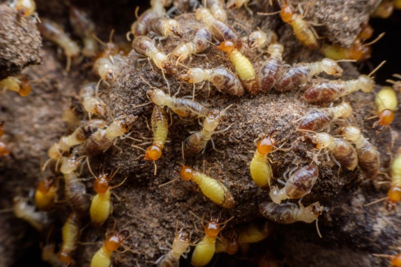 Termites after Fumigation