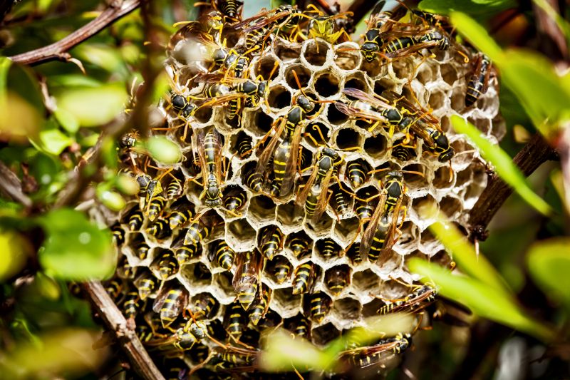 Inside a Ground Bee Nest