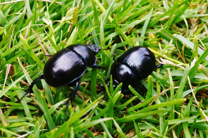 Ground Bees Extermination