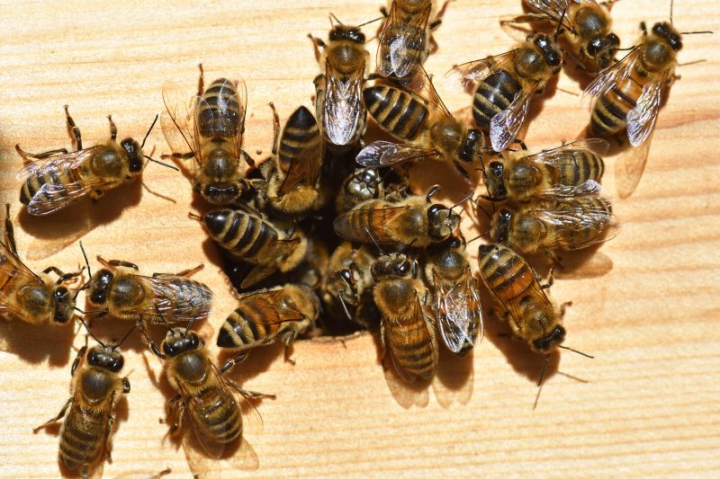 Ground Bees Extermination