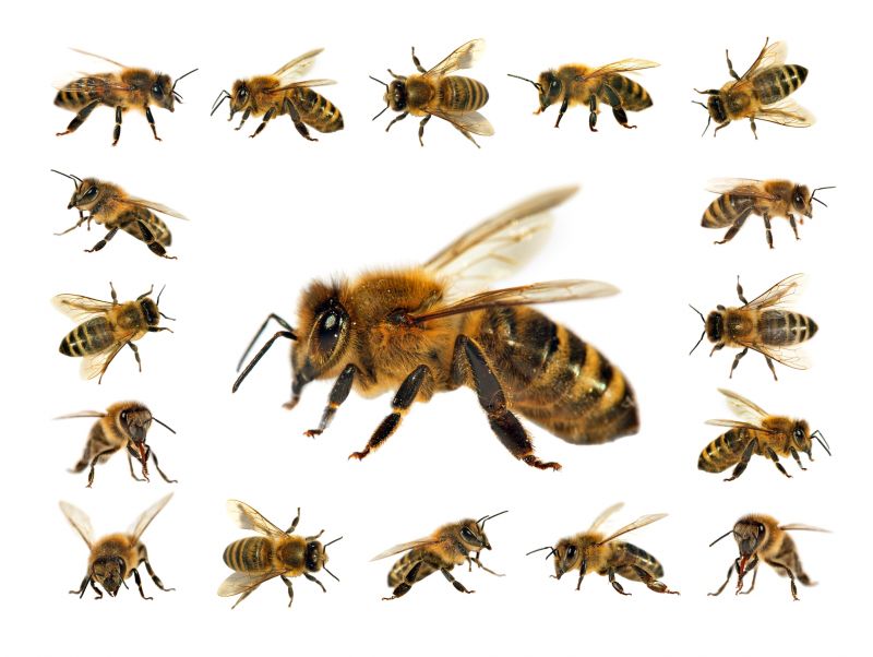 Ground Bees Extermination