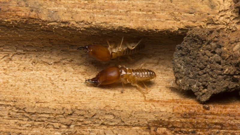Termite Inspection Service